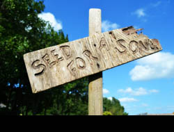 A rustic wooden sign that says "Seed for a Song". You can see the sky and trees in the background.